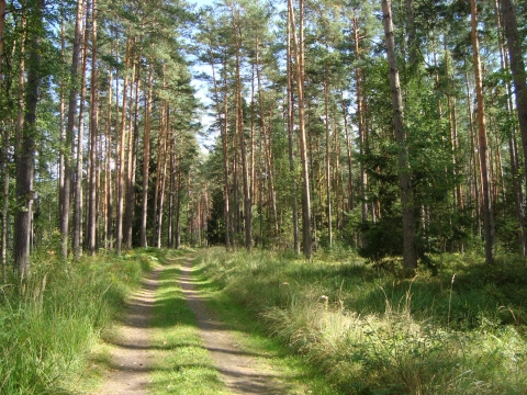 Sprzedaż nieruchomości leśnej – termin do 28.02.2022 r.